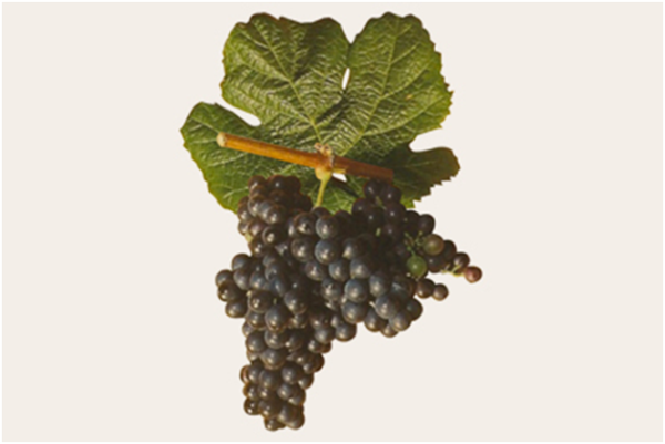 TANNAT